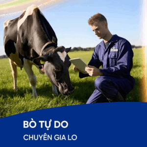 bò thuần chủng hà lan cho ra dòng sữa tốt nhất